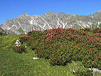 I colori d'inizio luglio a 2000 metri sulle Alpi Orobie