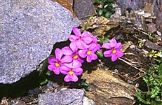 La splendida Viola di Comolli si trova unicamente nelle Alpi Orobie